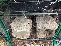 Review Image by poeticcarrma poeticcarrma