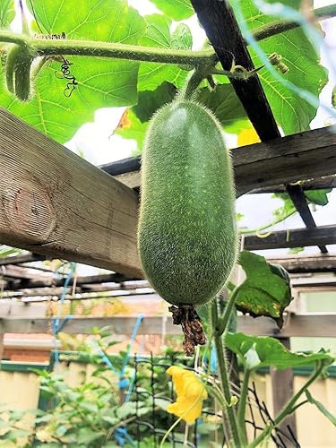 Miniatura 2 de Fuzzy Star - Semillas de melón difusas - Paquete de 20 unidades - para 2024 semillas de verduras de ceniza de invierno Chi Qua Mo Gwa