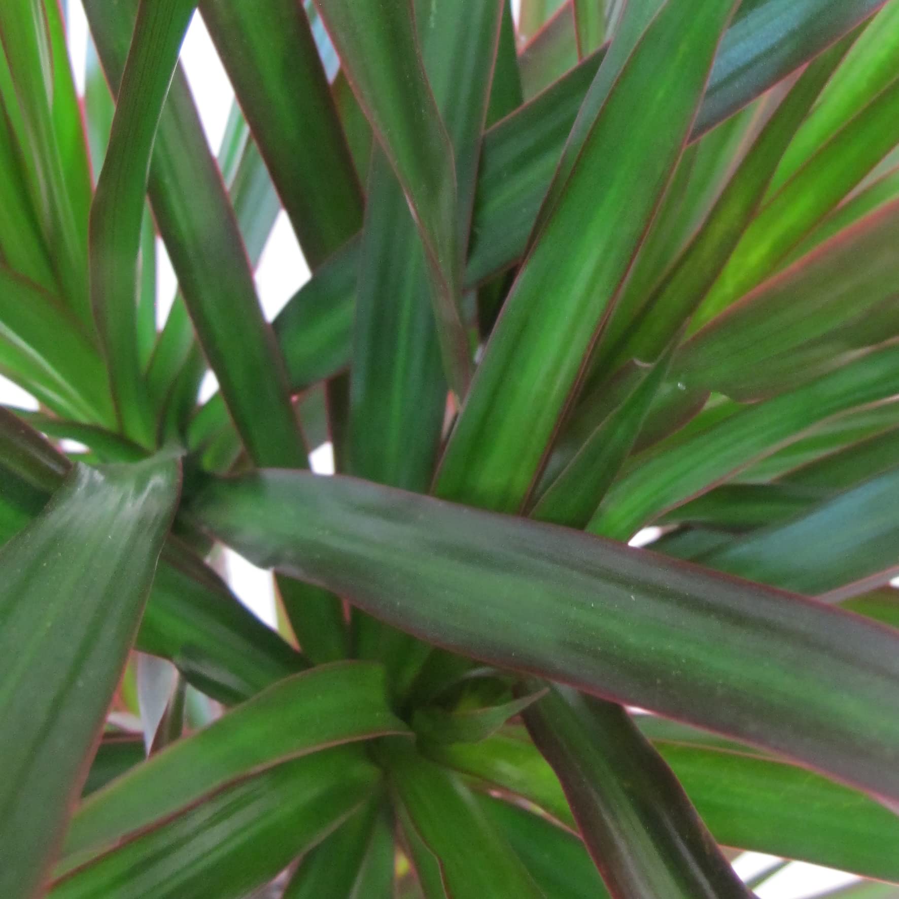 KENTIS - Dracaena Marginata Magenta - Arbre Dragon - Plantes Vertes Naturelles d'Intérieur - H 110-120 cm Pot Ø 21 cm