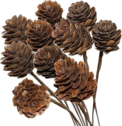 Justdolife 10 Tiges De Noel En Pomme De Pin Naturelle Cone De Pin Fleur Sechee Pour La Decoration De Noel Amazon Fr Jardin