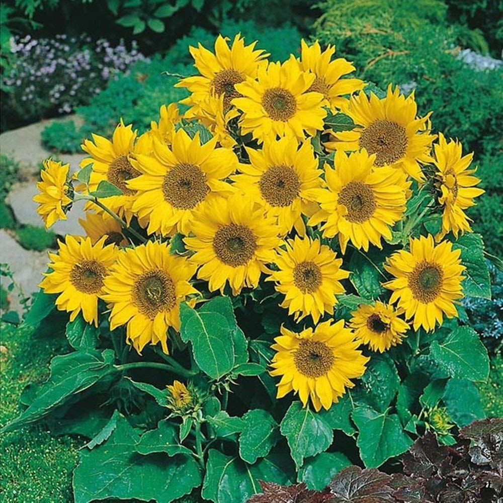 Planthub Sunflower Miniature, Dwarf Japnese Variety Helianthus Annuus Flower Seed - Pack of 50 Seeds. (B07RDDY2LQ) Amazon Price History, Amazon Price Tracker