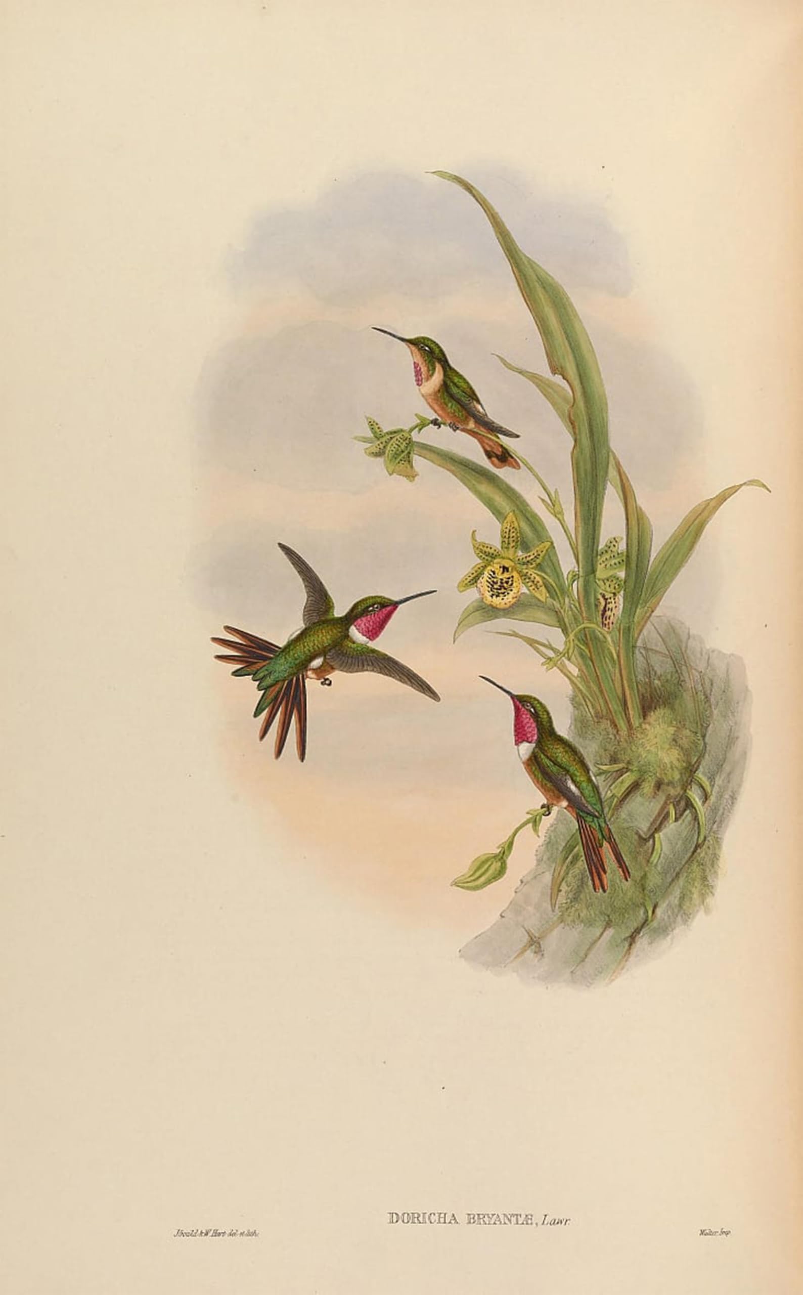 ARTXLXXBN Famous Print Painting Colorful Art Print Animal Bird Doricha Bryantae Calliphlox Bryantae by John Gould Canvas Art Decorations for Home Decor 60x90cm