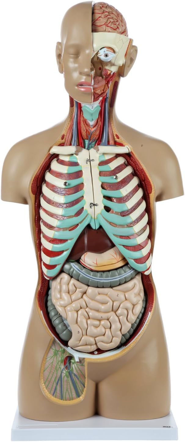 Axis Scientific Human Anatomy Torso Model, 34" Tall Unisex Design with 18 Removable Organs, Includes Detailed Study Guide for Medical Education and Classroom Use