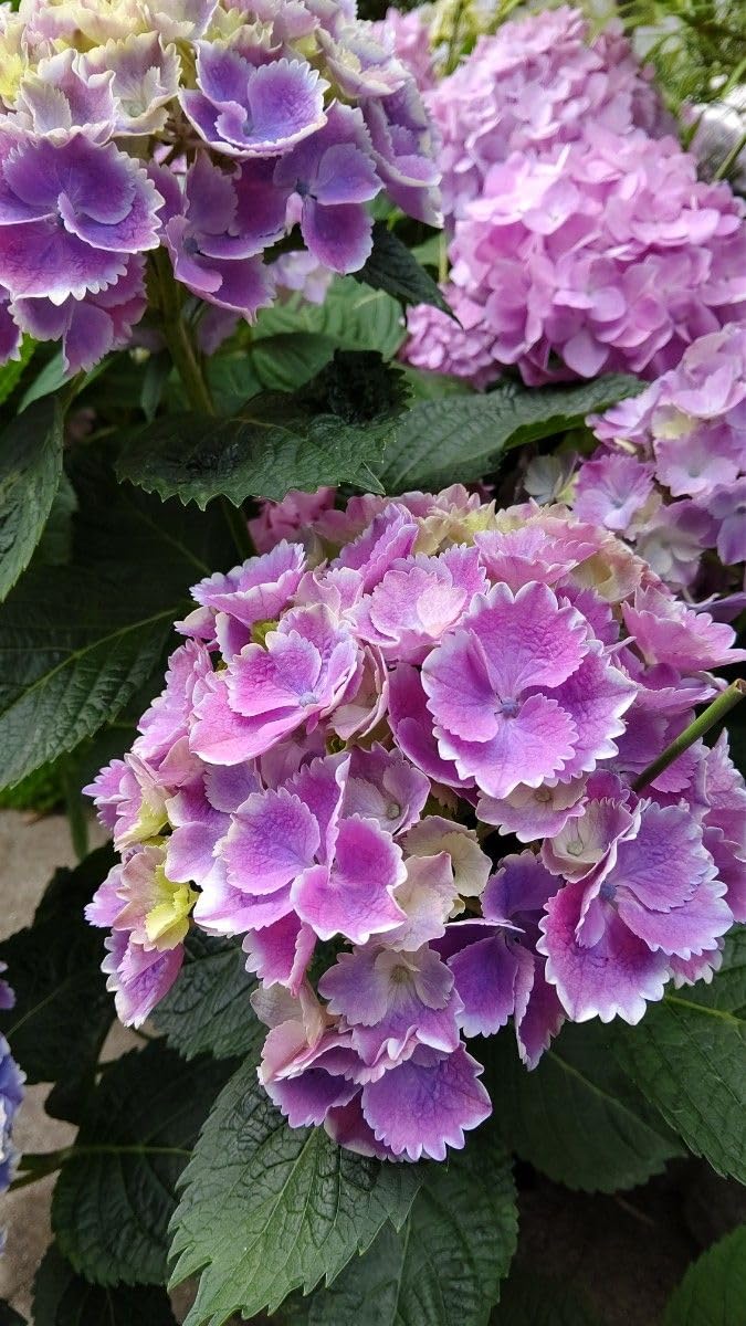 Amazon.co.jp: 紫陽花 アジサイ 抜き苗 ピンク→紫→緑 秋色 くすみ