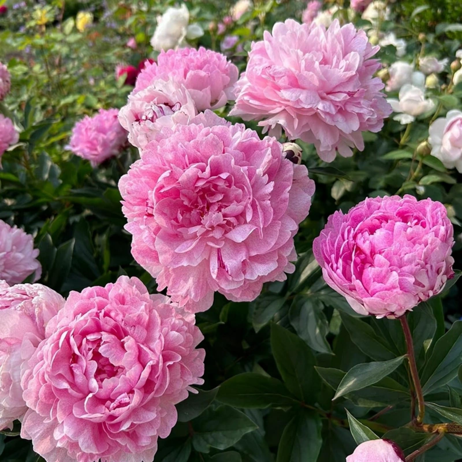 Peony Bulbs for Planting Now UK,Plant Bulbs, Good for Containers,Golden Jade Carving, Natural Organic/Wedding Flowers-1bulbs-H