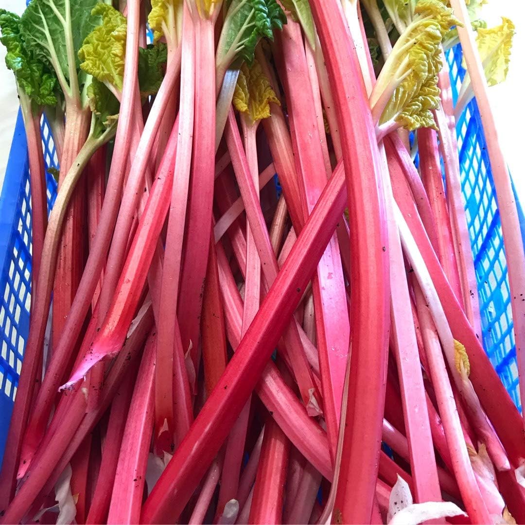 2 x Rhubarb Champagne Crown - Ready to Plant - Rhubarb Plant for The Garden