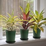 Fasmov 10PCS 1 Gallon Durable Nursery Pot Garden Flower Pots Nursery Plant Container Kit with 10 Pcs Matching Pallets