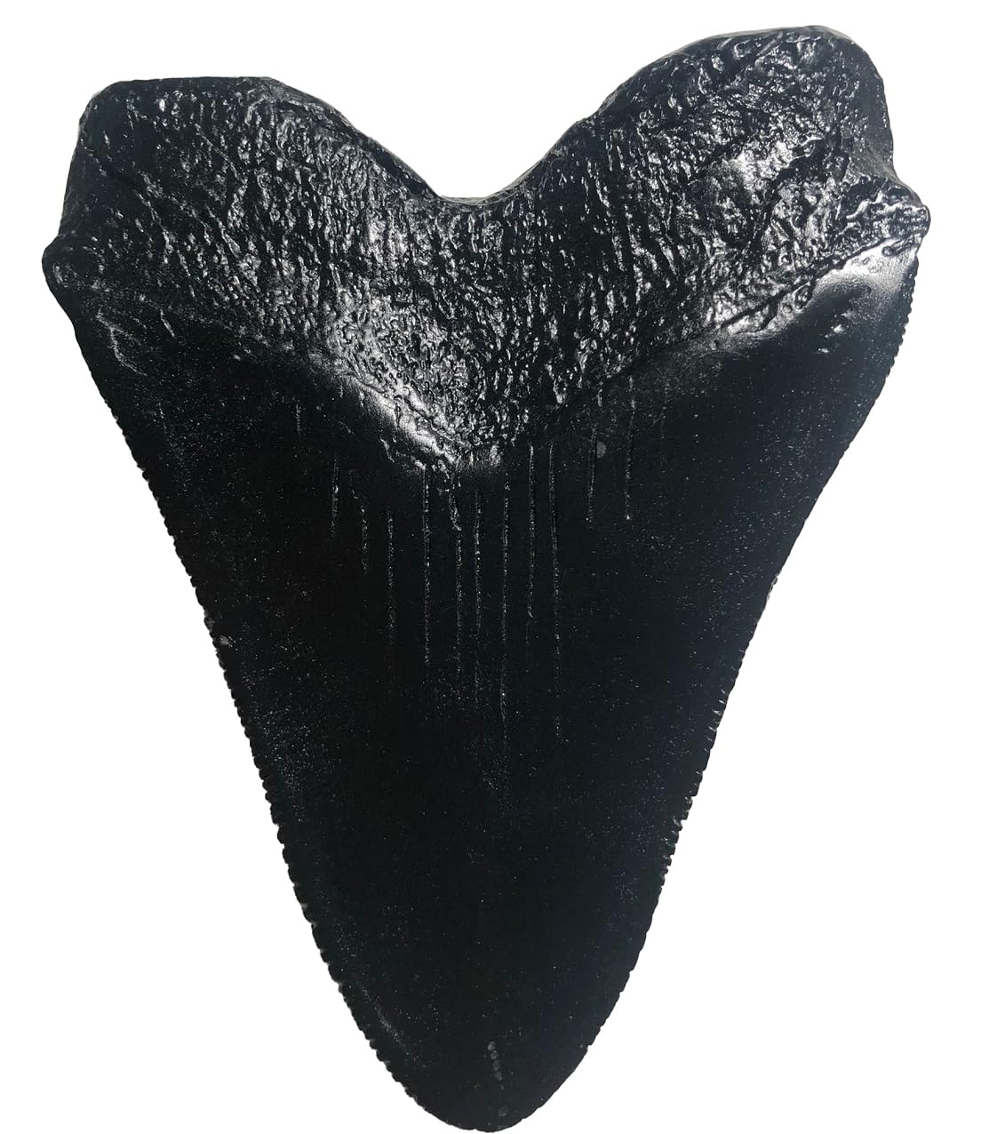 Megalodon - Replica di denti di squalo gigante, fuso fossile di qualità museale, colore: nero