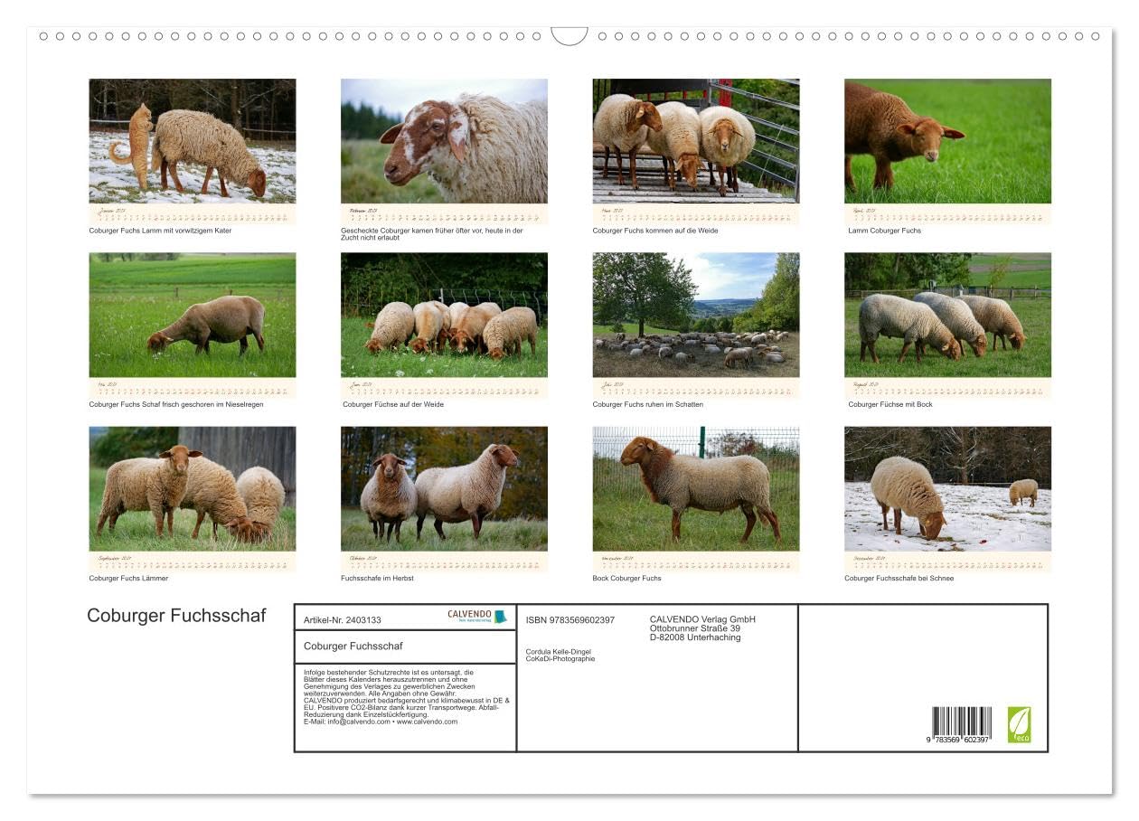CALVENDO - Coburger Fuchsschaf (Wandkalender 2027 DIN A2 quer), Monatskalender: Porträts und besondere Momentaufnahmen einer alten Schafrasse
