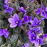 Park Seed African Violet Flower Plant Seeds, Easy to Grow, Perfect for Spring Garden, Heirloom, Pack of 50