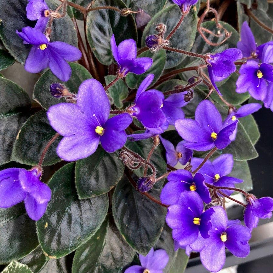 Park Seed African Violet