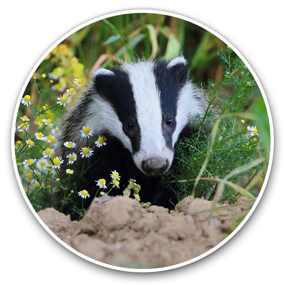 Destination Vinyl Ltd European Forest Wild Badger 15713 Vinyl Stickers (Set Of 2) 7.5Cm - European Forest Wild Badger #15713