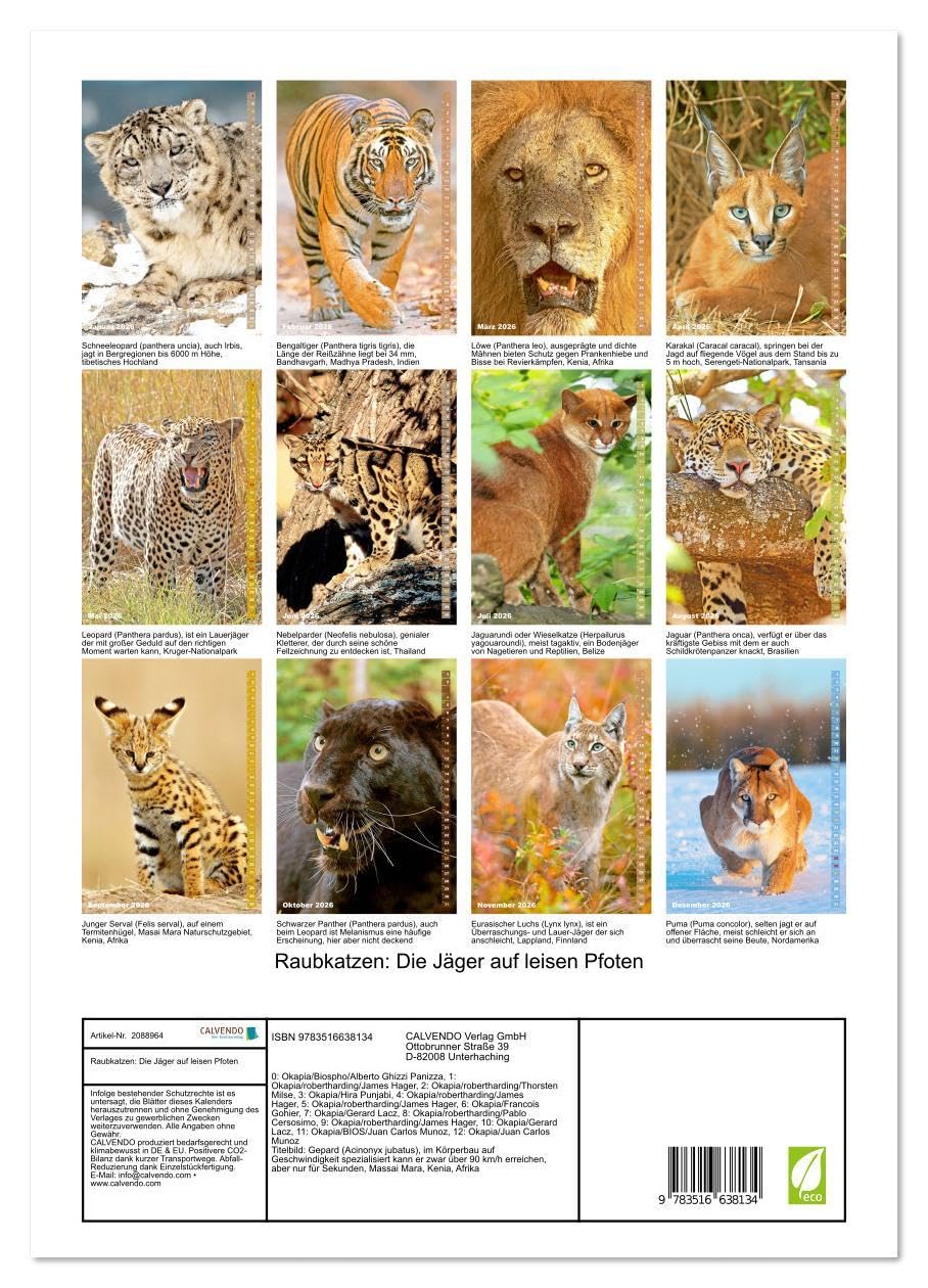 Raubkatzen: Die Jäger auf leisen Pfoten (hochwertiger Premium Wandkalender 2026 DIN A2 hoch), Kunstdruck in Hochglanz: Sprungkraft, Eleganz und Schönheit: Jaguar, Löwe und Tiger (CALVENDO Tiere)