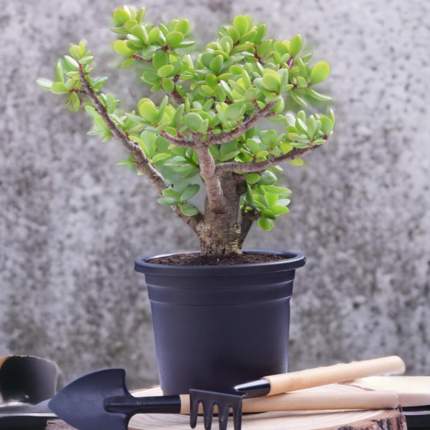 INDIA GARDENINGS Good Fortune Mini Kuberakshi Live Plant With Black Pot | Mini Jade Vastu Plant (Miniature Crassula Ovata) | Suitable For Bedroom, Kitchen, Living Room, Dinning Table, Office Desk (B09RMRKGX4) Amazon Price History, Amazon Price Tracker
