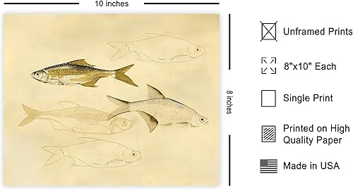 Miniatura 2 de Poster Master Póster vintage de bocetos de peces - Impresión retro de peces - Arte acuático - Arte de vida marina - Arte abstracto - Arte oceánico -