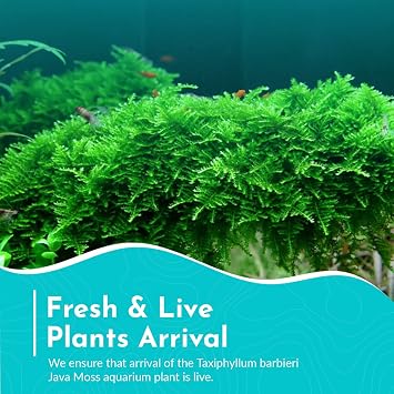 Java Moss 5-Pack Taxiphyllum Barbieri Portion Cups