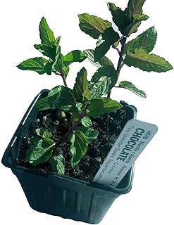 Organic Chocolate Mint Live Plant (Mentha piperita 'Chocolate Mint') 2.5...