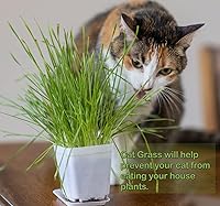 Vista 6 de Catnip/Catgrass Combio Paquete de semillas para plantar, más de 4400 hierbas y 0.56 oz de hierba de trigo