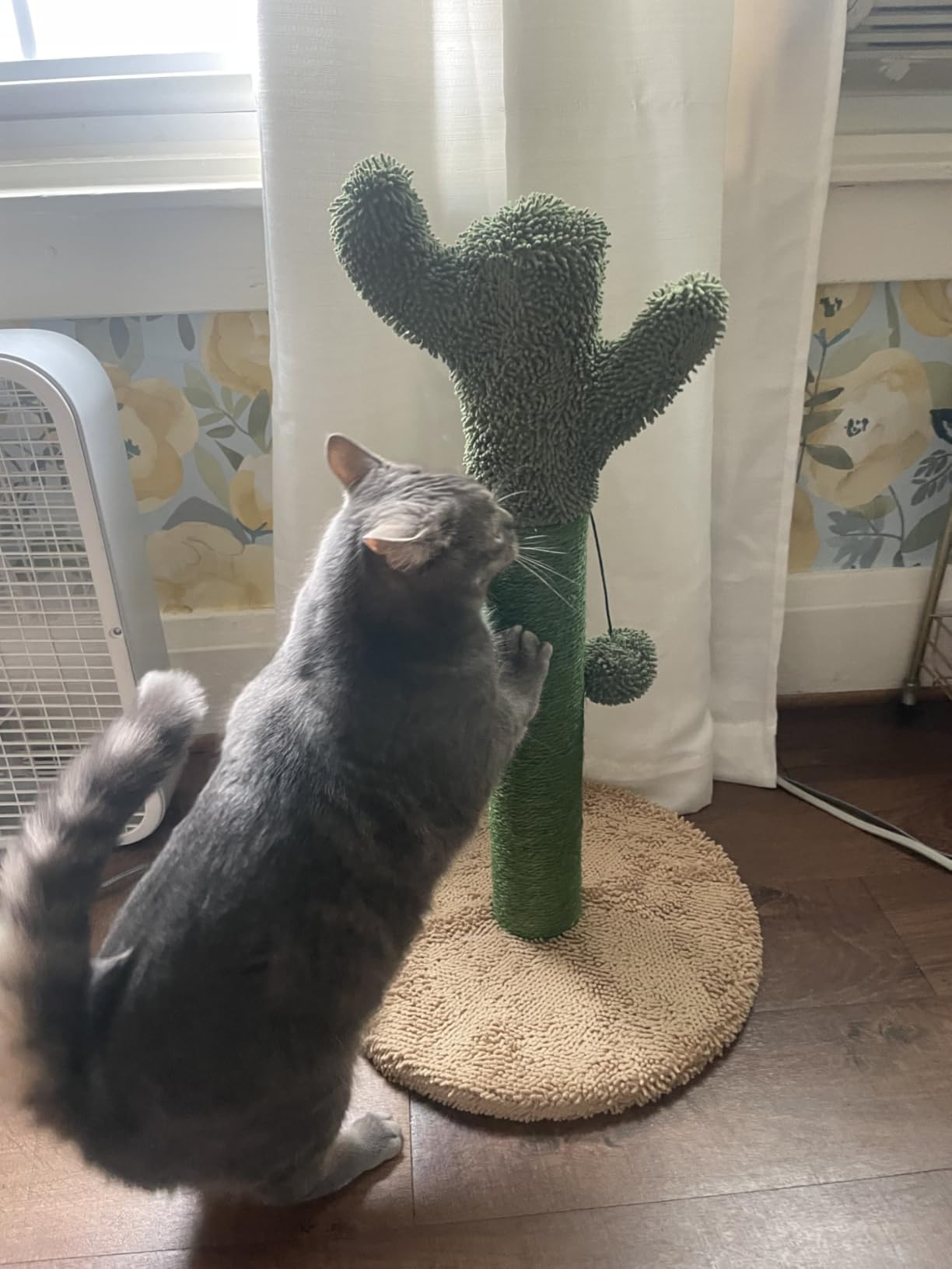 Amazon Basics Cat Scratcher - Indoor Cactus Single Cat & Kittens Scratching Post with Dangling Ball, Medium (25.6"H) - Green