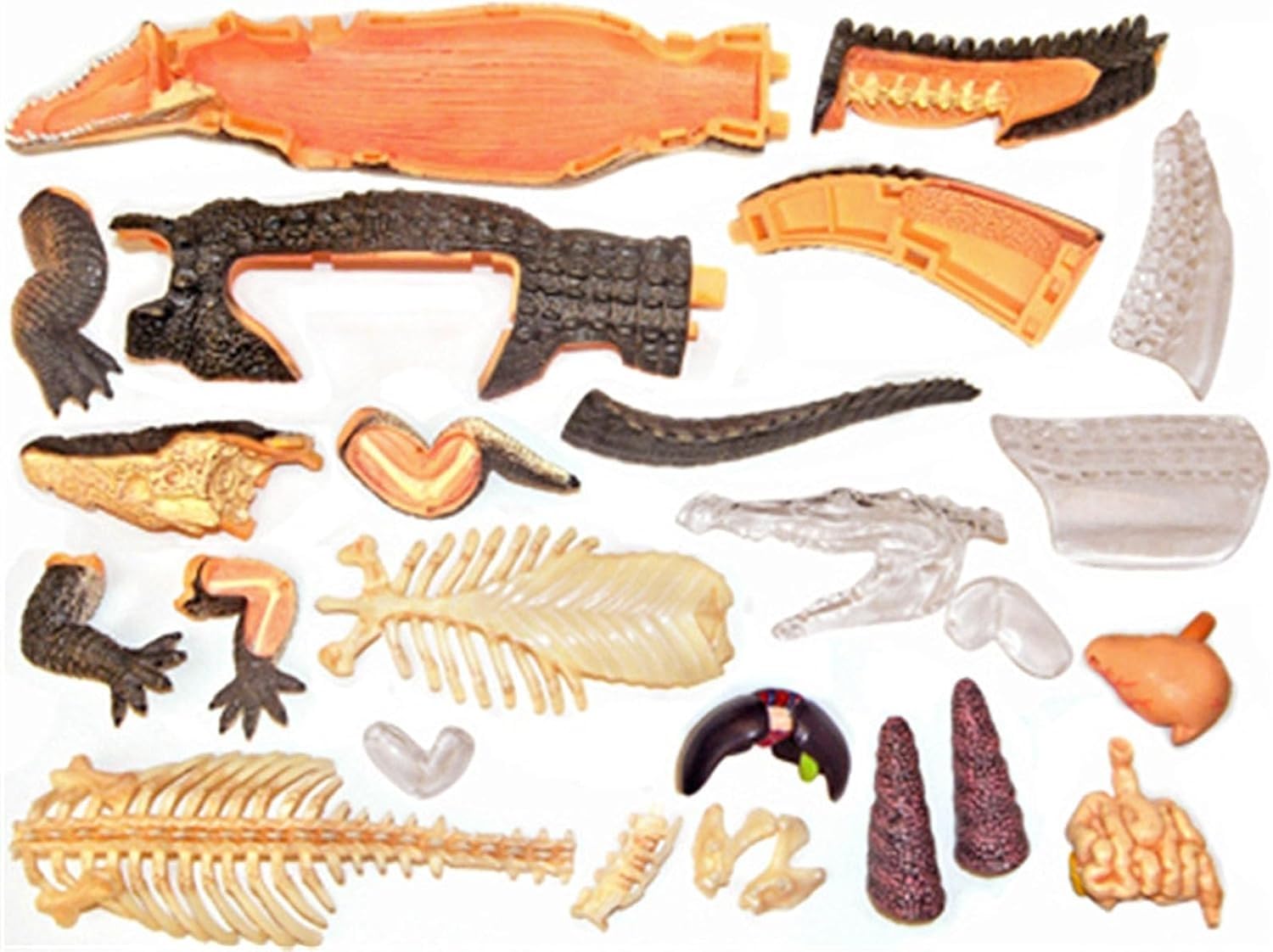 Model anatomii krokodyla 4D Vision, model narządów zwierzęcych, edukacyjny model szkieletu krokodyla, wyjmowane 26 części organów i części ciała, do badań na zwierzętach