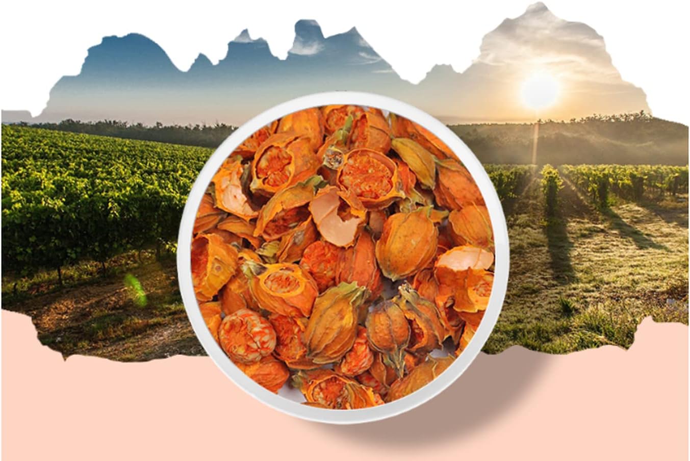 Organic Natural Pure Gardenia Fruit Extract Powder-1.1LB (500gram) - Image 2