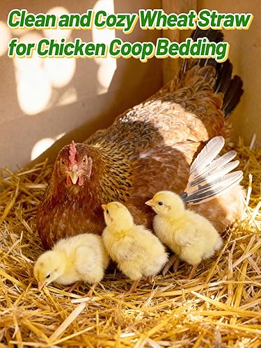 Vista 5 de Paja de trigo natural – Paca de paja decorativa suave de 1 libra para gatos callejeros, refugio de perros, gallinero, patio, granja, mascotas, ropa