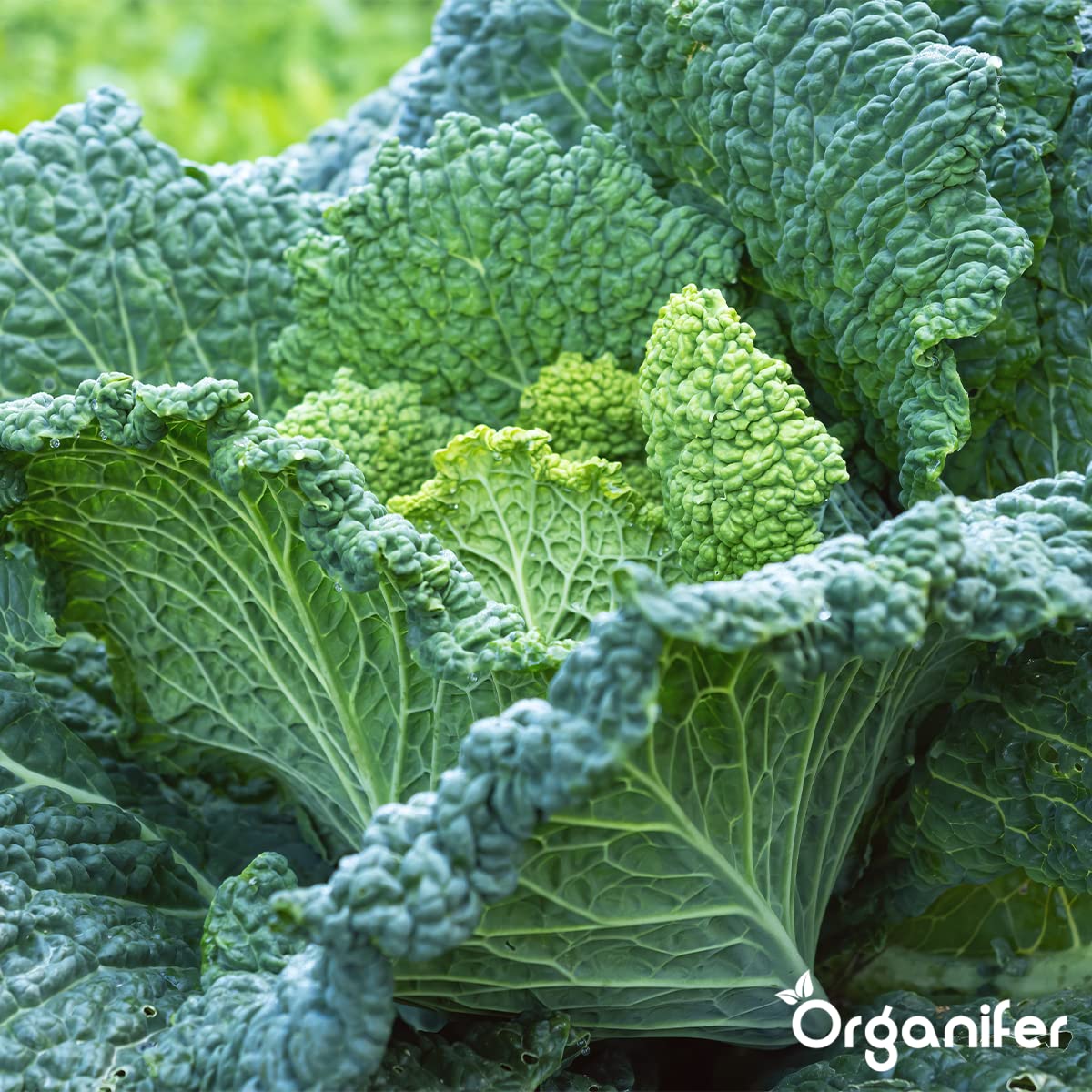 Paquetes De Semillas De Hortalizas | Semillas De Huerta - Semillas De Hortalizas - Semillas De Espinacas - Semillas De Berros - Semillas De Lechuga - Organifer