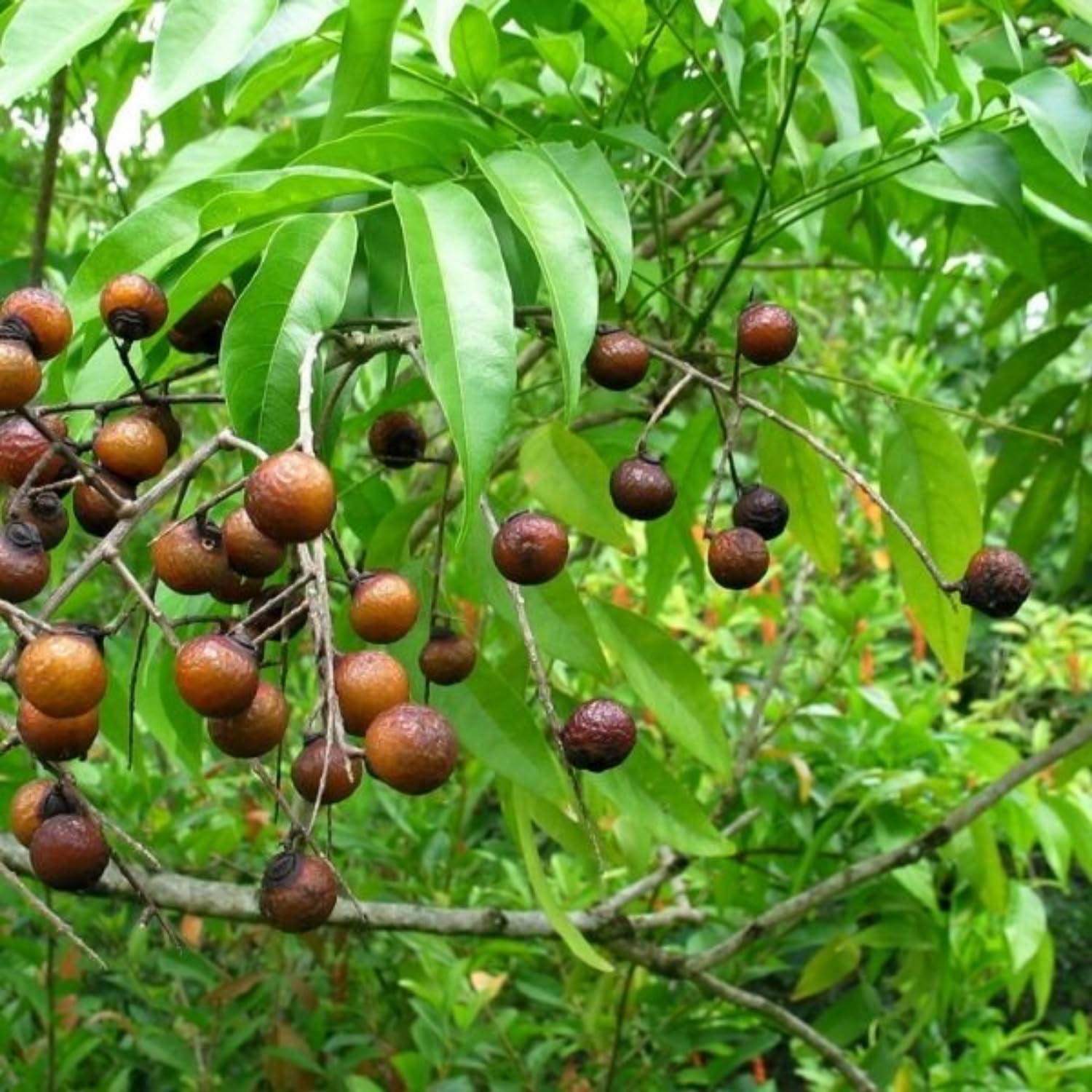 Hug A Plant | Rudraksha Plant (Elaeocarpus ganitrus) Flowering/Ornamental Live Plant (Home & Garden) (B0CB5VH9C8) Amazon Price History, Amazon Price Tracker