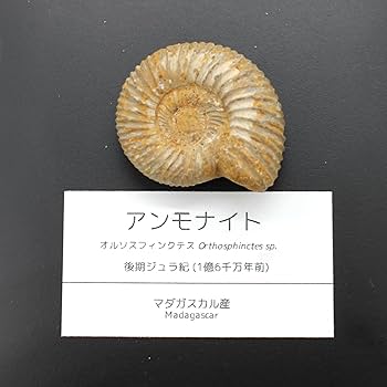 Amazon | つくしサイエンス アンモナイト化石 オルソスフィンクテス Amazon | つくしサイエンス アンモナイト化石 オルソスフィンクテス