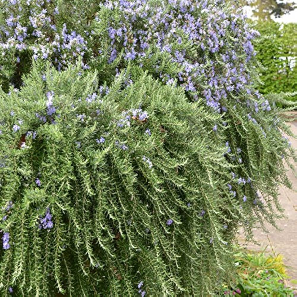 クリーピングローズ　アロマハーブ　根付き苗　3苗 クリーピングローズ アロマハーブ 根付き苗 3苗 タイム ク