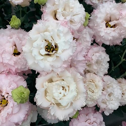 Miniatura 3 de Más de 1000 semillas de Lisianthus para plantar, semillas de flores mixtas de doble Lisianthus flores vibrantes para jardín y ramos