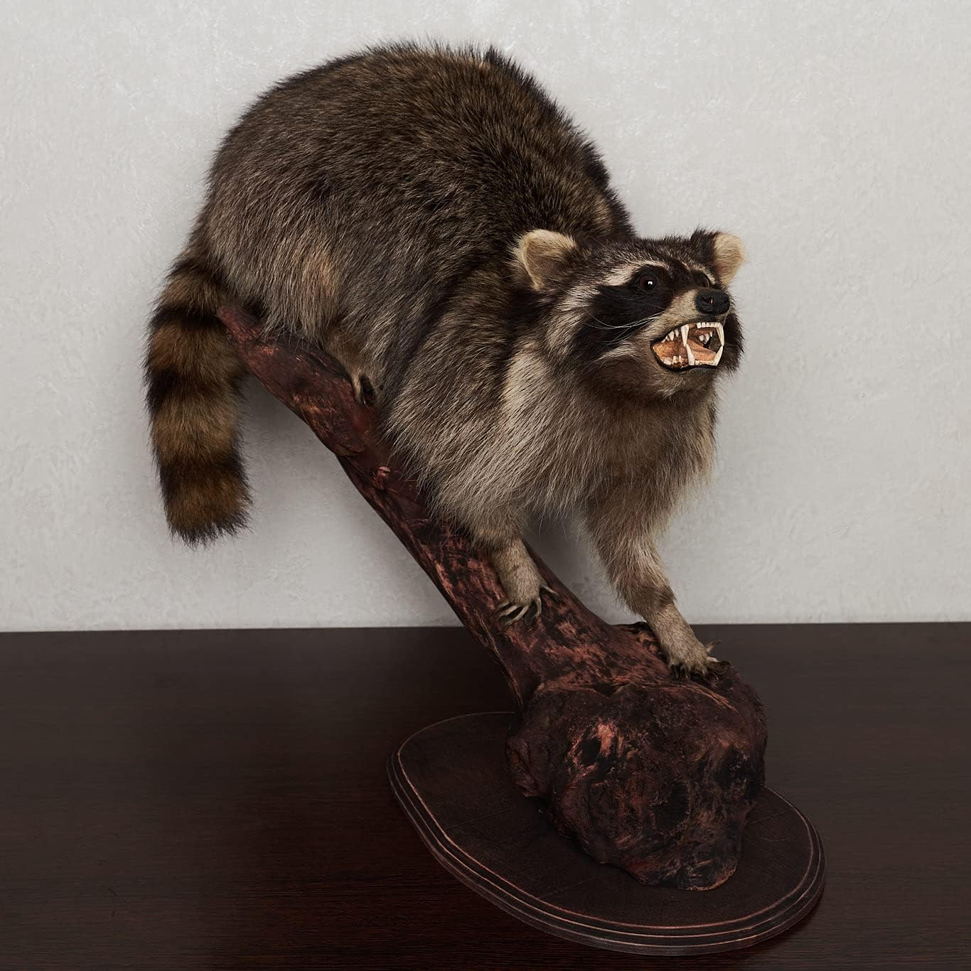 Amazon.com: Raccoon Taxidermy Mount - Racoon Mounted, Stuffed Animals ...