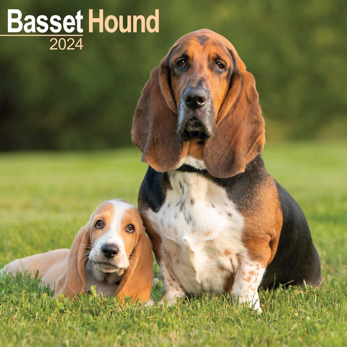 Basset Hound Calendar 2024 | Square Dog Breed Wall Calendar - 16 Month