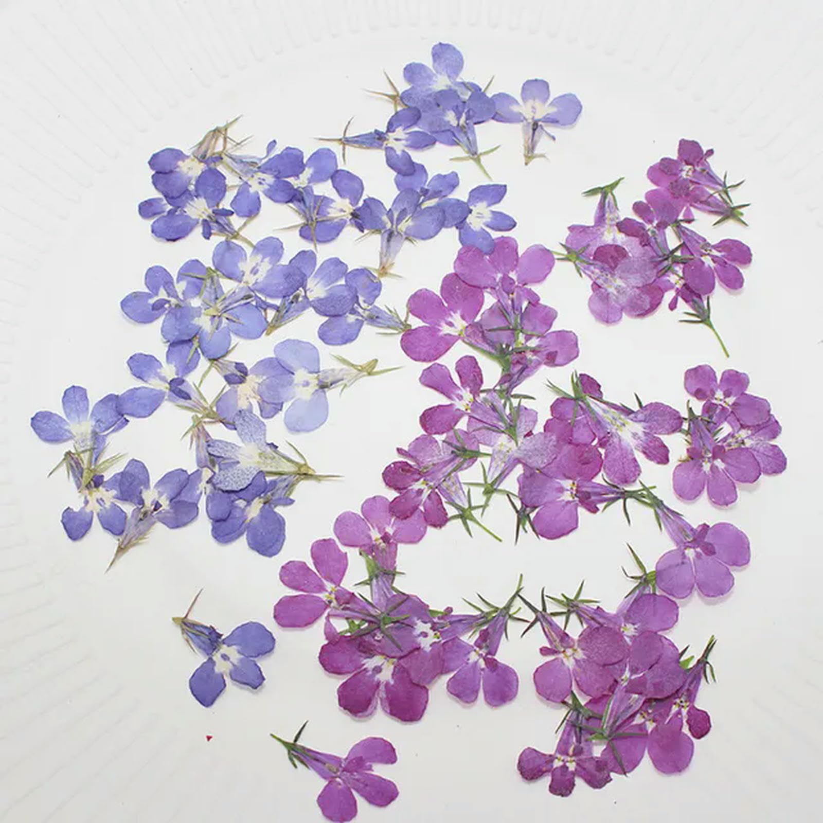 Ebold Mixed-2 60Pcs Pressed Dried Lobelia Erinus Flower Plant Herbarium For Jewelry Postcard Invitation Card Phone Case Bookmark Craft&Art