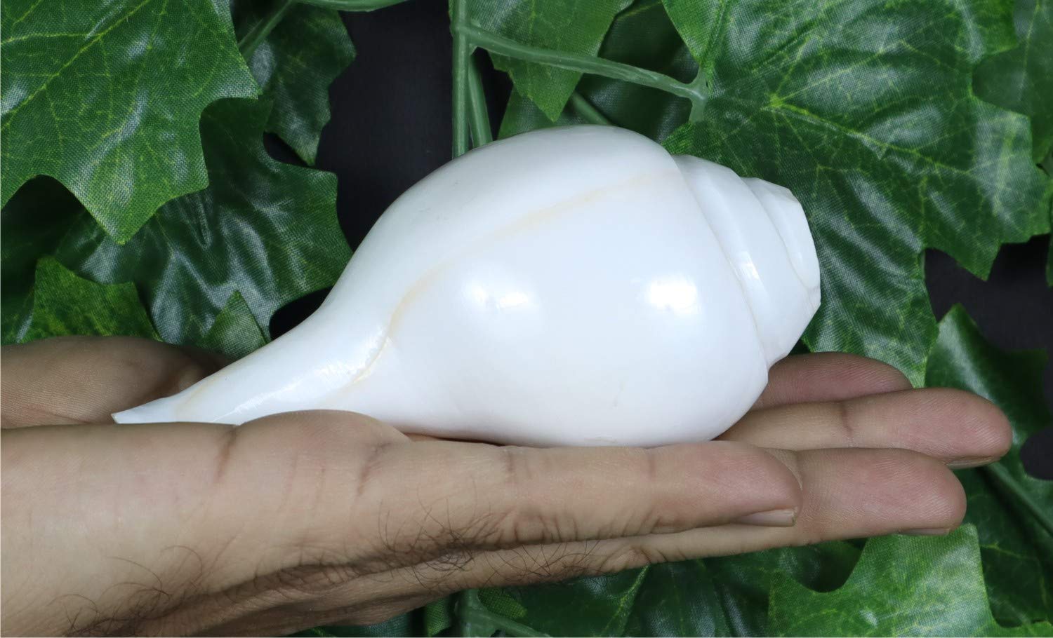 ASHIRWAD Original Blowing Shankh Vamavarti Dattatreya - Conch Shell - Puja Ritual - Plain Shankh - Shankhnaad (Shankh-10,2-11,4 cm)