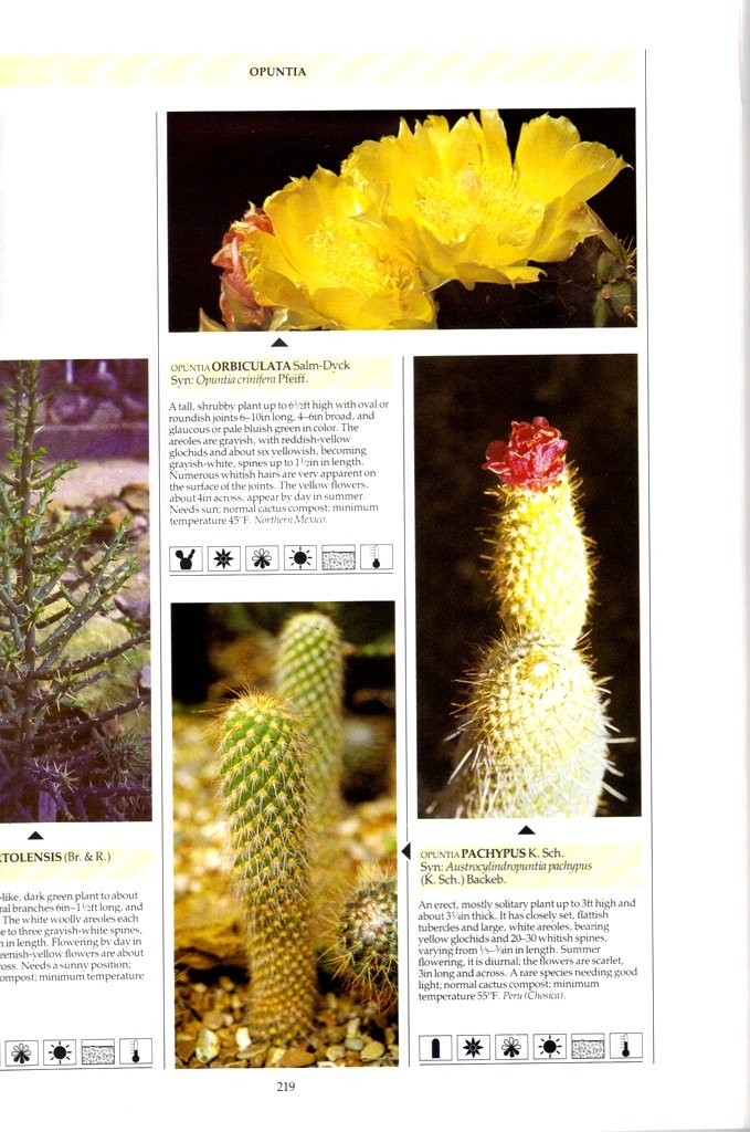 The Illustrated Encyclopedia of Cacti