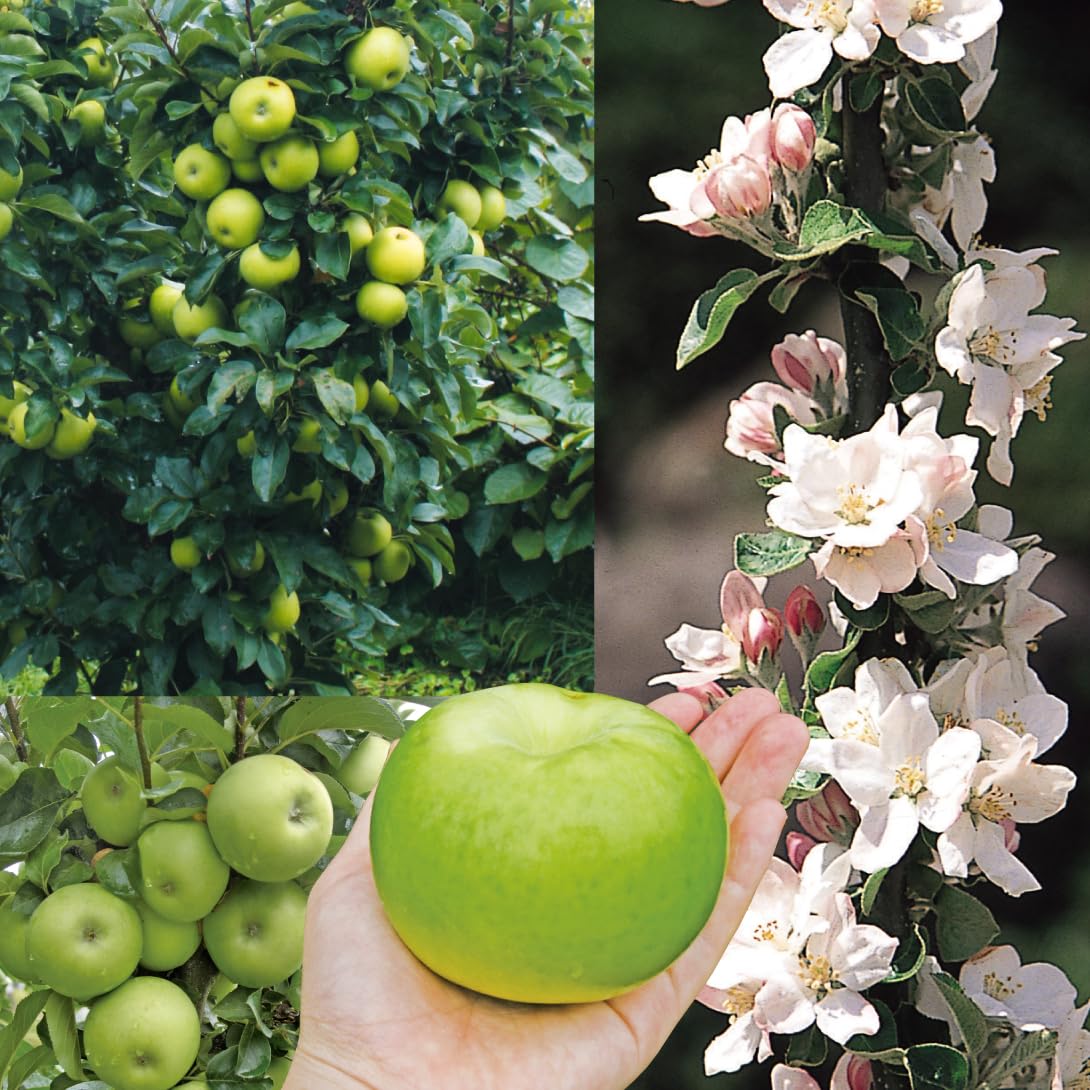 Amazon.co.jp: 果樹苗 リンゴ (バレリーナRツリー) ボレロR 1株 / 国