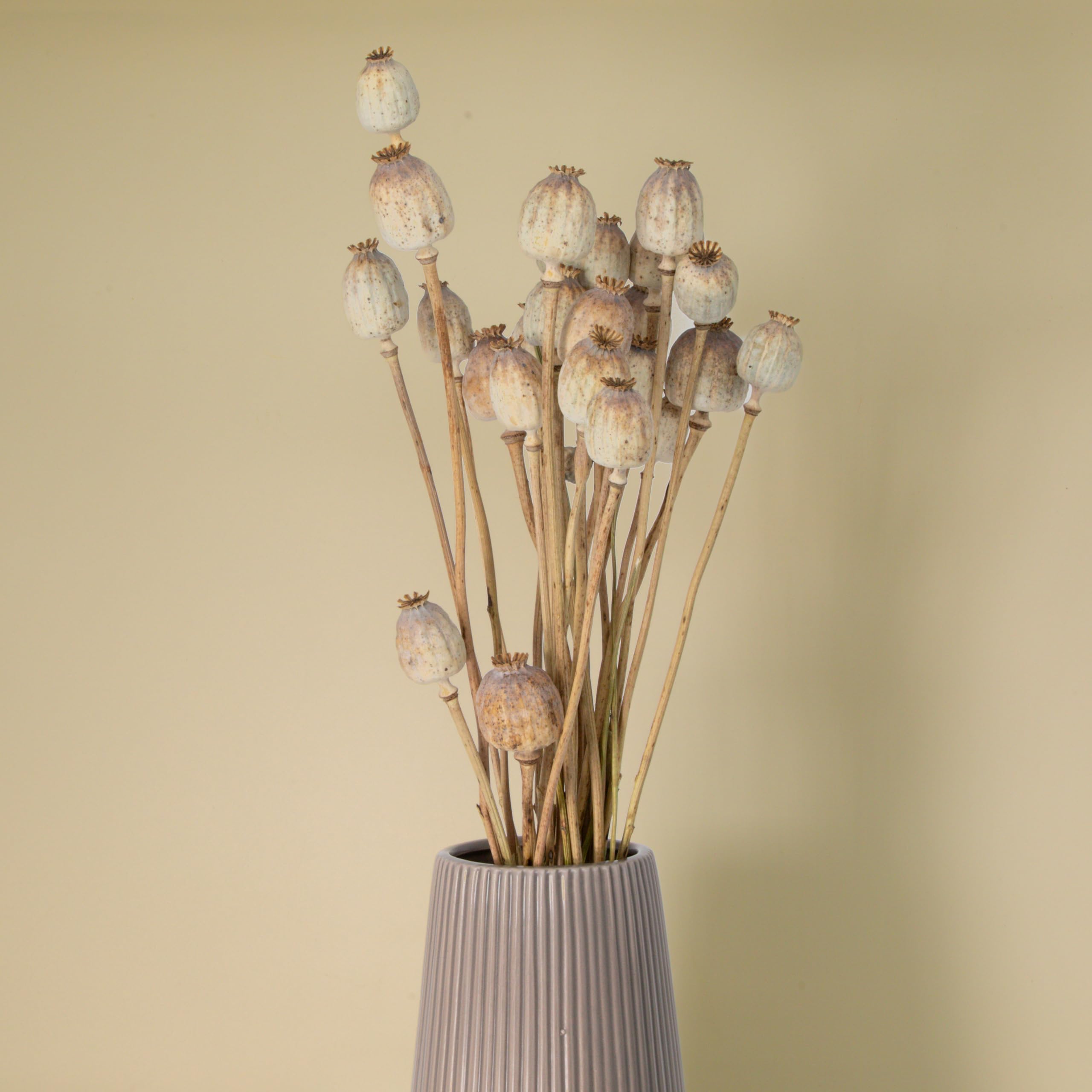 Trockenblumen Feldstrauß Mohnblumen – Handgebundener Trockenblumenstrauß – mit wunderschöner Vase VIO – Tolle Blumen Strauß Dekoration, ewig haltbar Blumenliebhaber