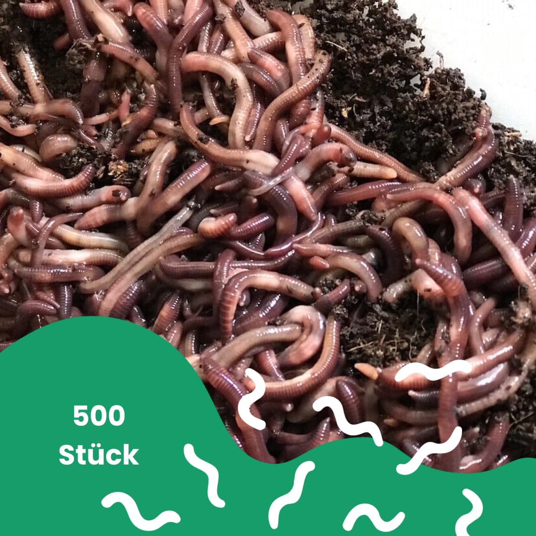 Kompostwurm-Mix 500 gram ≈ 500 STK. eingebettet in Kompost für 100% sicheres Versand | Mit 3 Arten lebenden Kompostwürmer | Billiebin