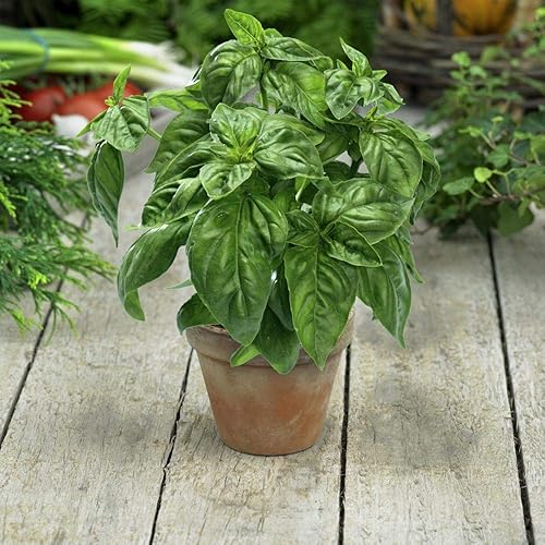 Miniatura 4 de Outsidepride Semilla de planta de hierba de albahaca dulce Genovese Ocimum Basilicum - 18 lb