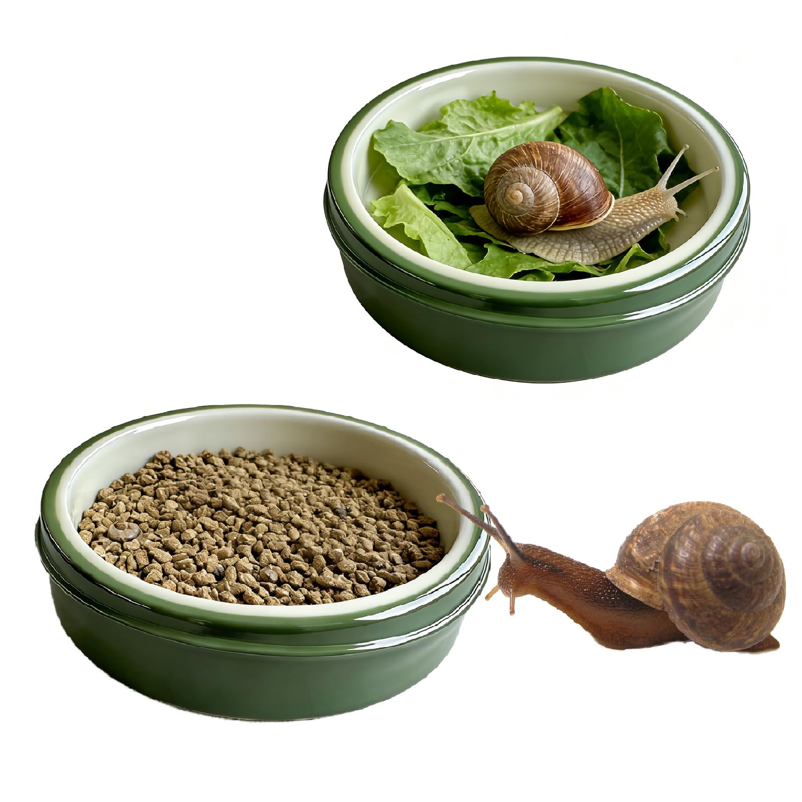 Gamelles pour escargots et crabes : évitez les chutes et facilitez l'alimentation des reptiles