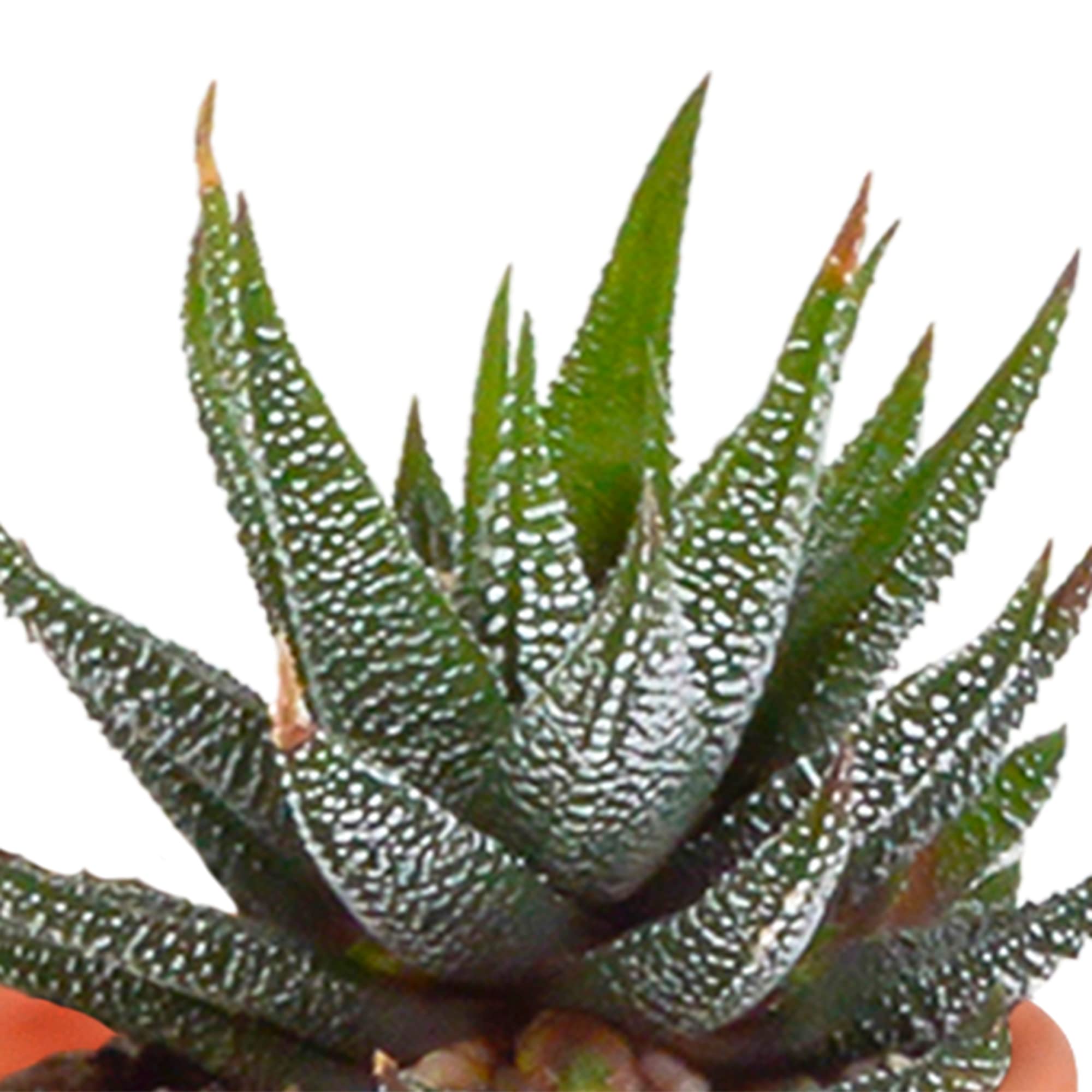 Mix di Cactus e Succulente Vere, da Interno, Assortiti, 5.5 cm, 15 Pezzi