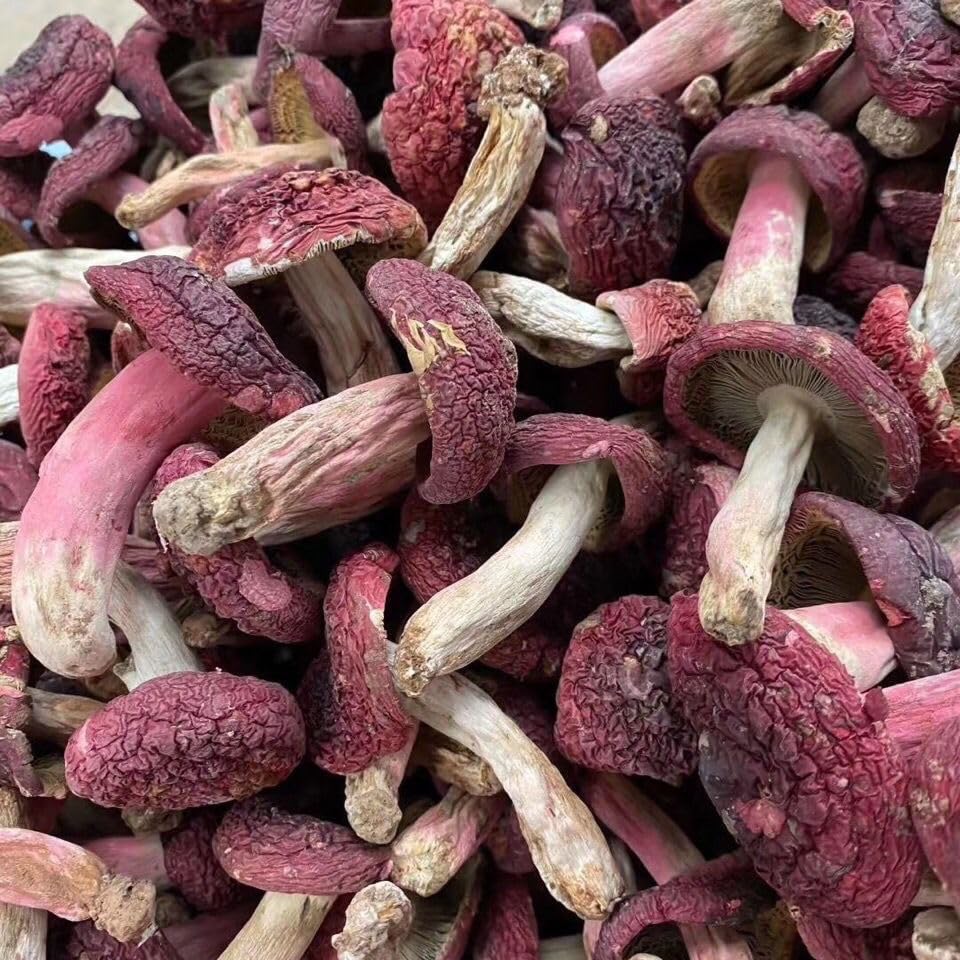 Champignon rouge et petit séché 50 g pour vos risottos d'automne