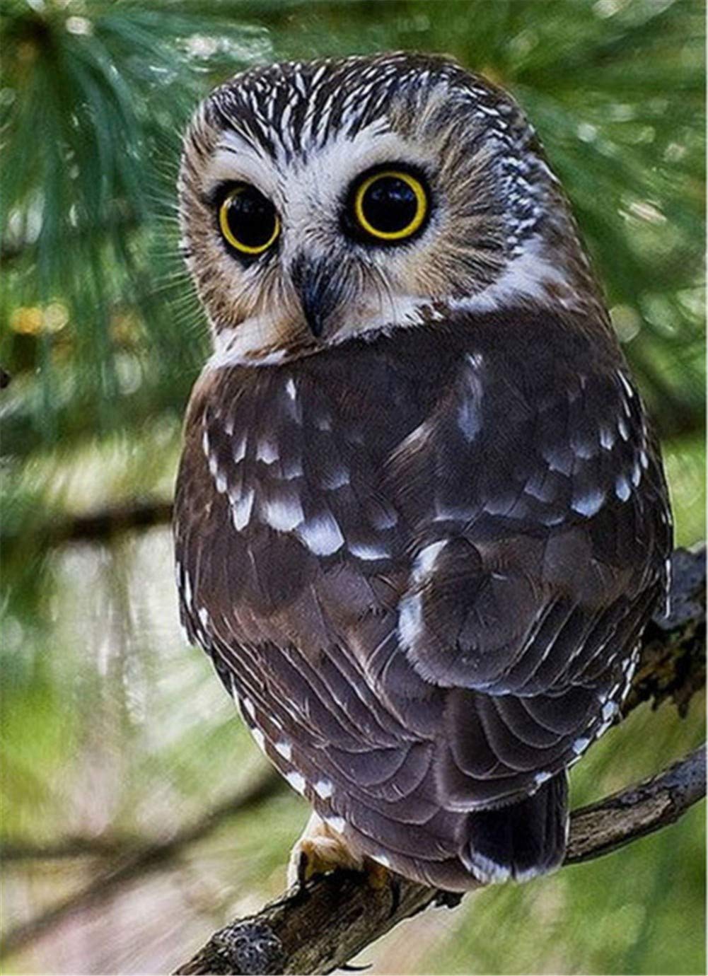 Diamant art painting hibou complet strass cristal 60x80cm pour adultes