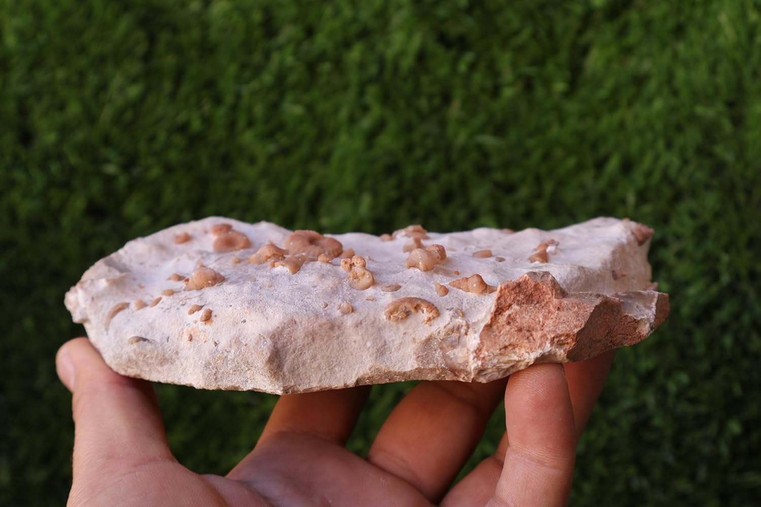 Douvilleiceras & Gastropods Plate Cretaceous Fossils Fossils from Morocco Fossil Rock Ammonites Fossil A215