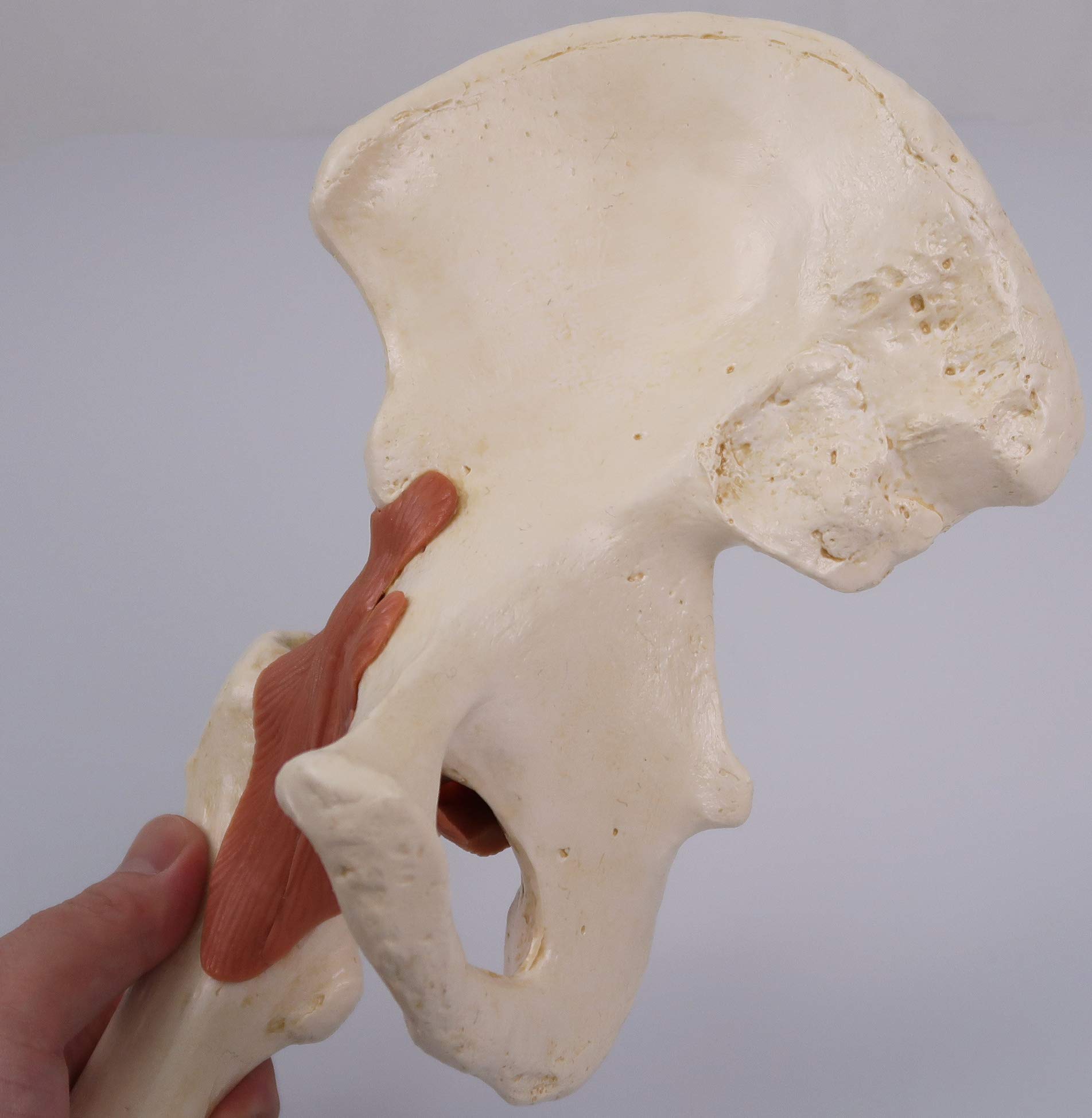 3B Scientific A81/1 Modello Funzionale di Lusso dell'Articolazione dell'Anca + software gratuito di anatomia - 3B Smart Anatomy