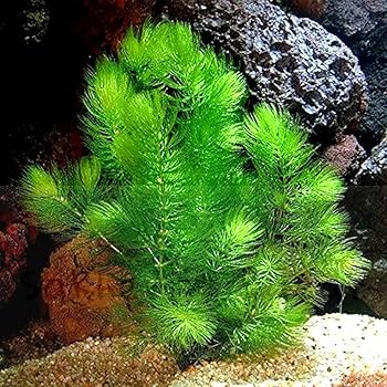 水草 BUCE for ponkotsushoten Amazon.com: Hornwort - 年輕、健康、超級輕鬆活水族館植物,1 組