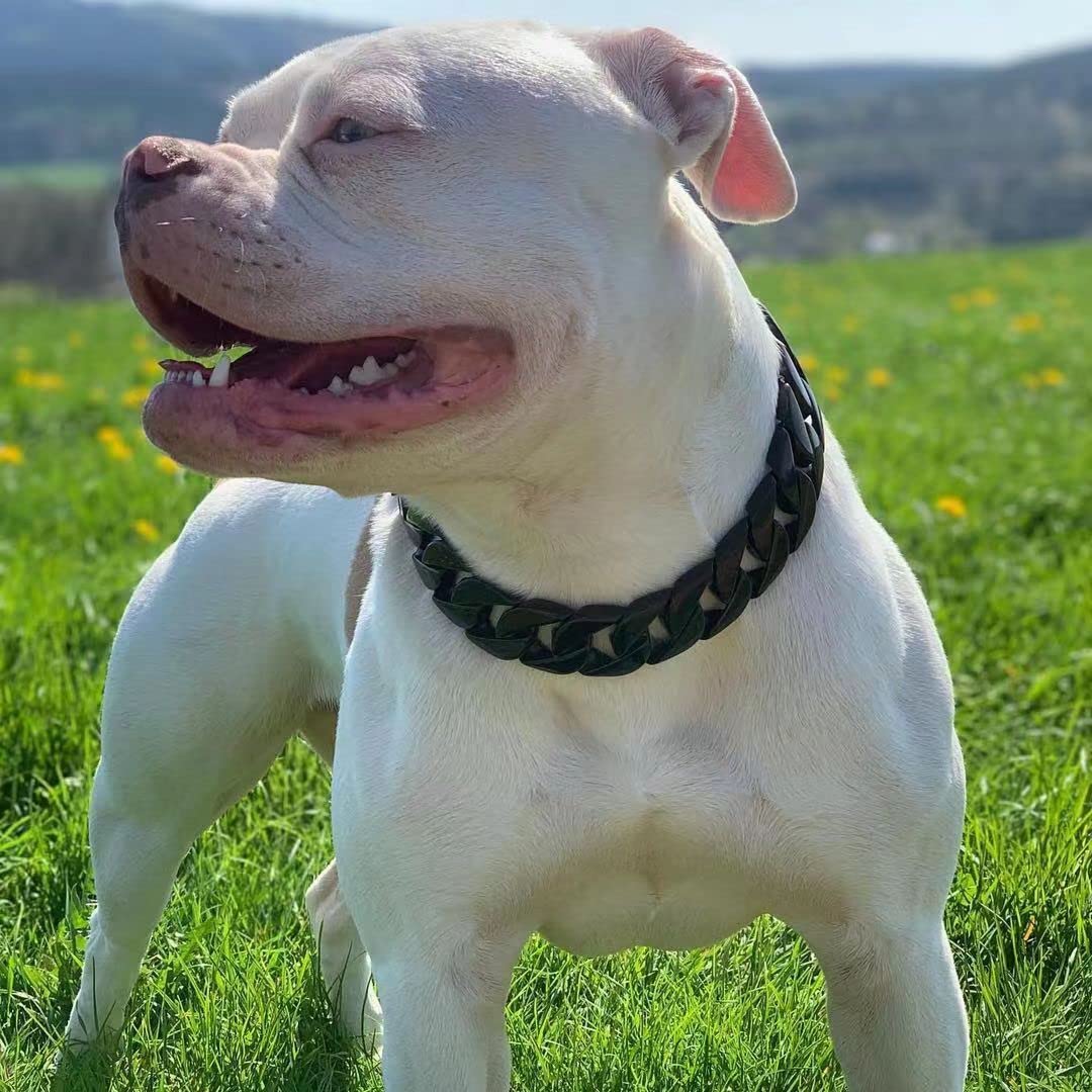 Kingoldogs Hundehalsband – Kubanische Kette, 32 Mm, 316L Edelstahl, 18K Gold-Beschichtung | Für Große & Mittlere Rassen