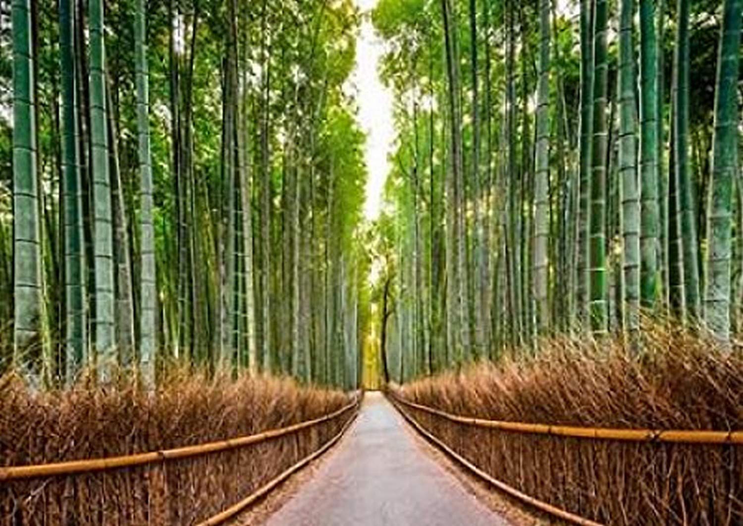 アート・デザイン・音楽 1996 Hanga Geijutsu No.94 w/ Yabe Print Amazon.com: Bamboo Forest- Kyoto- Japan Poster Print by Pangea