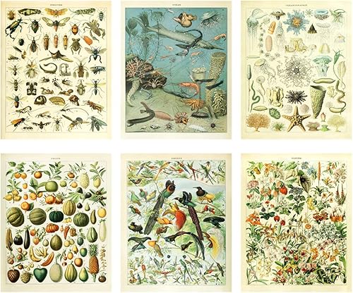 Meishe Art Póster vintage, biología, ciencia botánica, flores, flores, flores, flores, pared, peces, criatura, mar, animales, verduras, insectos,